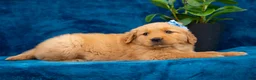 Golden Retriever dogs for sale: Tasha - Ad 9