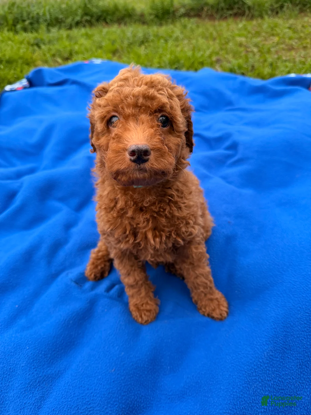Mini Goldendoodle dogs for sale: Autumn  - Ad 5