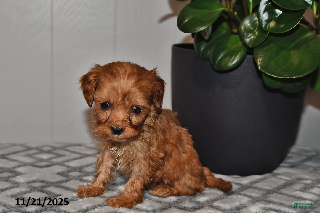 Cavapoo dogs for sale: Violet - Ad 2