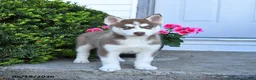Pomsky dogs for sale: Rosie - Ad 2