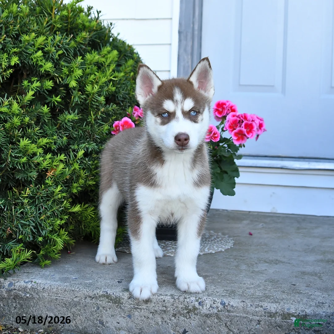 Pomsky dogs for sale: Rosie - Ad 2