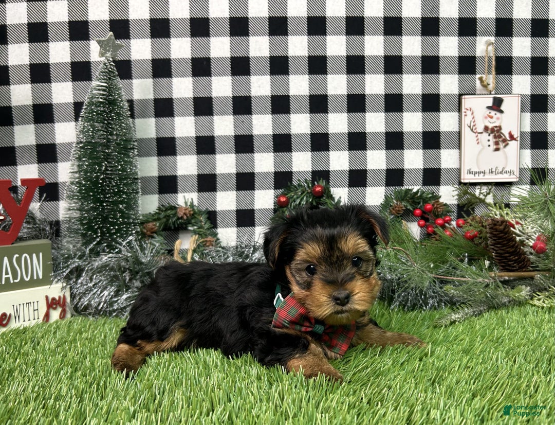 Yorkshire Terrier dogs for sale: Teddy - Ad 4