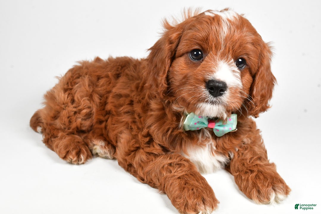 Cavapoo dogs for sale: Lonnie - Ad 2