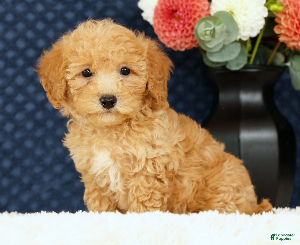 Bichpoo dogs Evan - Ad 1