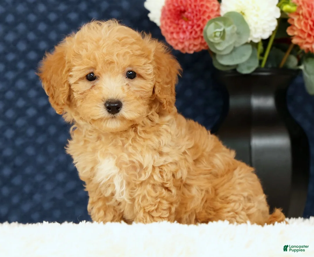 Bichpoo dogs for sale: Evan - Ad 1
