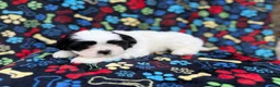 Shih Tzu dogs for sale: Shep - Ad 8