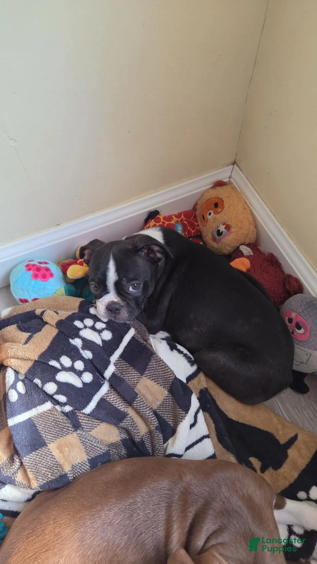 Boston Terrier dogs for sale: Jet - Ad 2