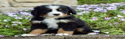 Bernese Mountain Dog dogs for sale: Mr. Barkley - Ad 4