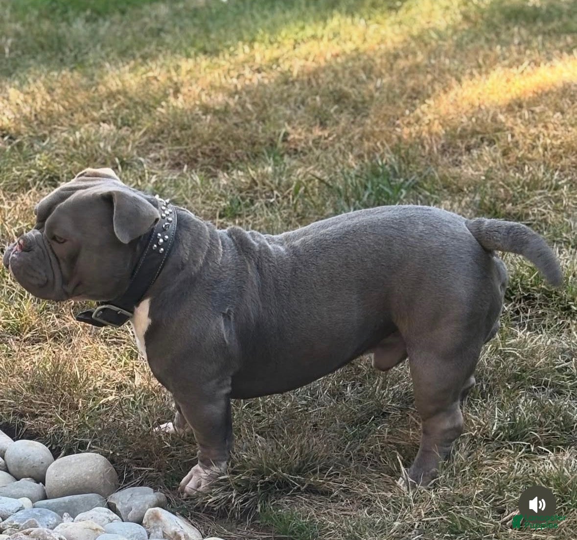 American Bully dogs American Bully - Ad 8