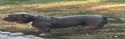 American Bully dogs for stud: American Bully - Ad 1