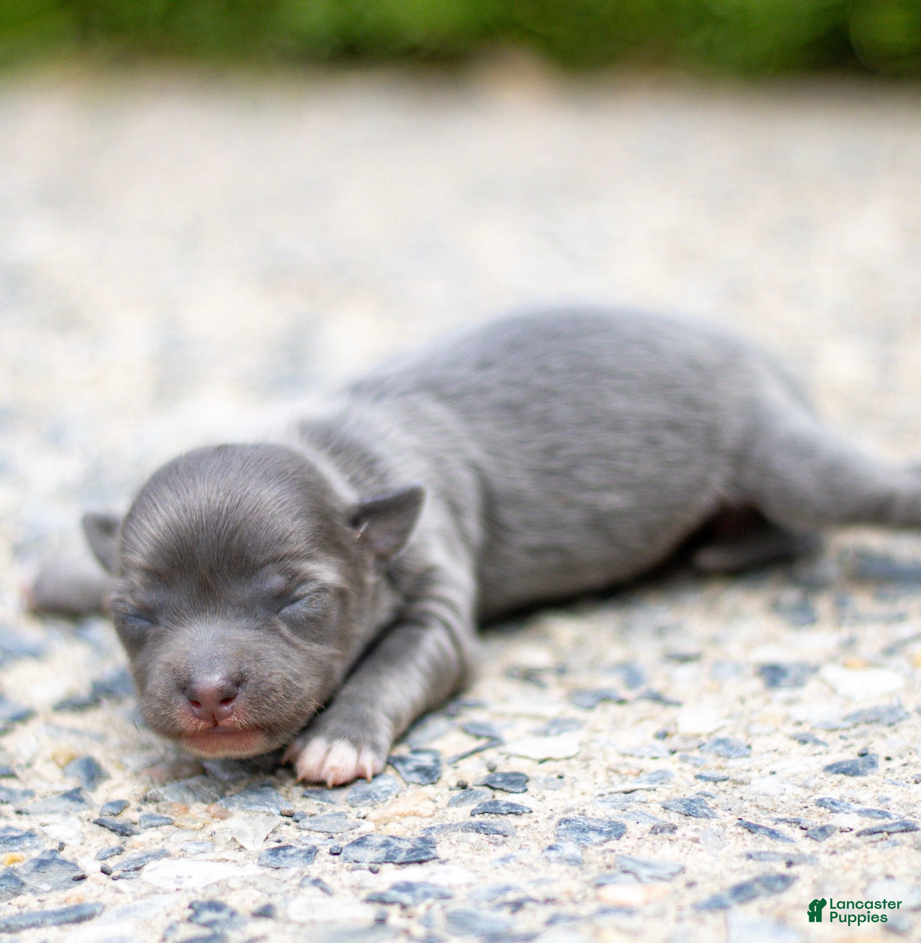 Chihuahua dogs Waylon Chihuahua Puppy  - Ad 1
