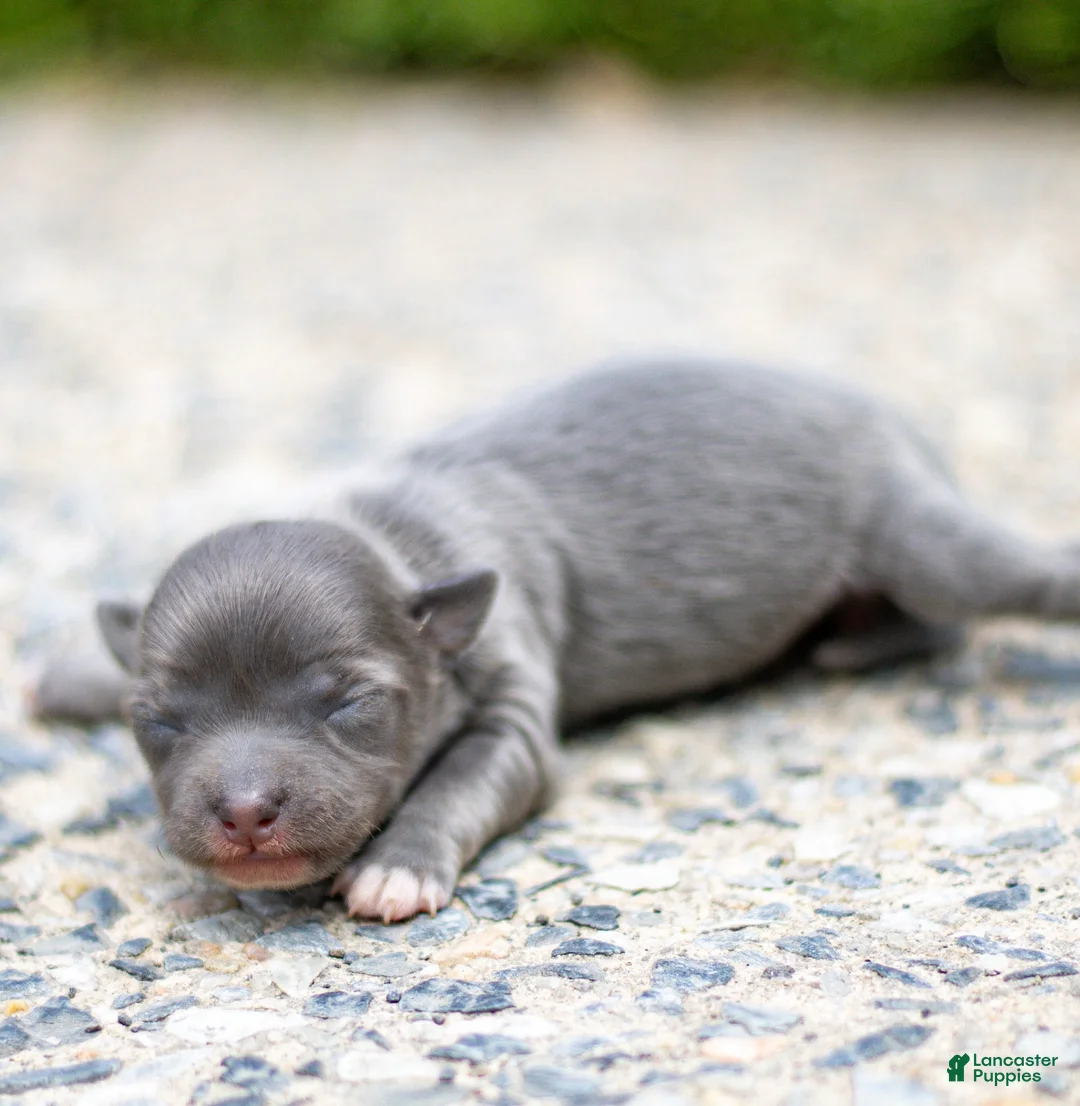 Chihuahua dogs for sale: Waylon Chihuahua Puppy  - Ad 1