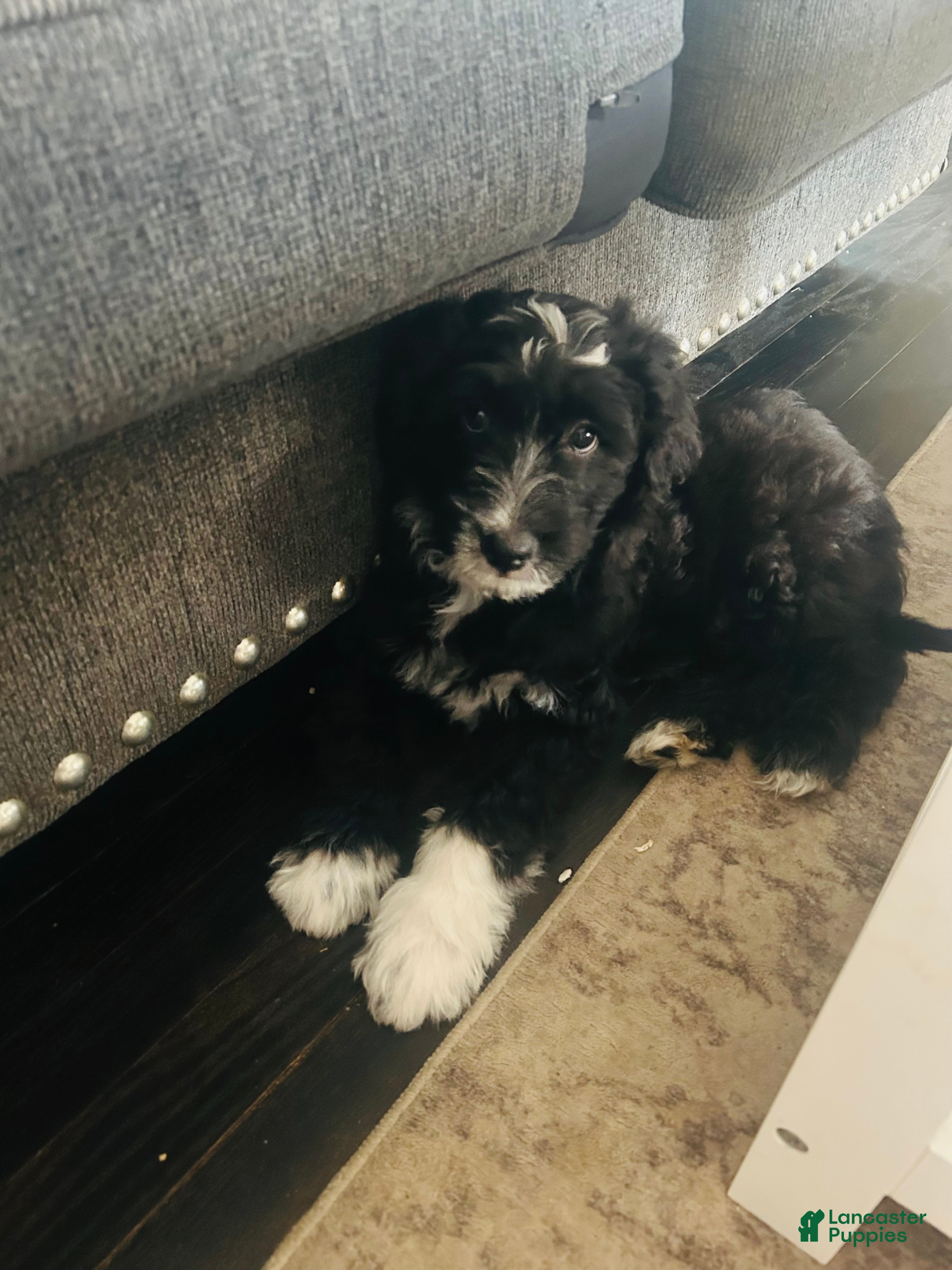 Aussiedoodle dogs Bo - Ad 1