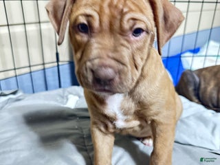 American Pit Bull Terrier dogs - Ad 39