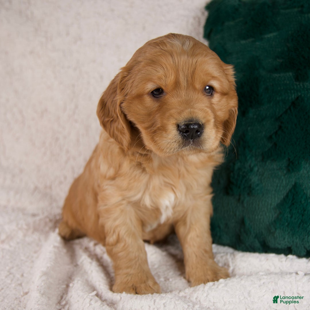 Mixed Breed dogs for sale: Milo - Ad 5