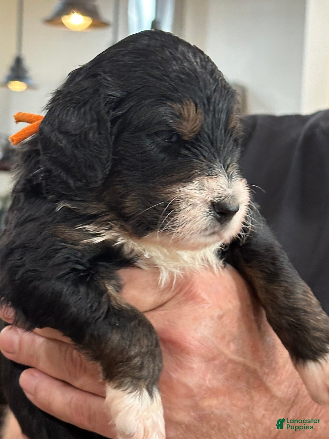 Mixed Breed dogs for sale: male # 3 English Shepherd Doodle  - Ad 3