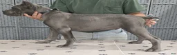 Cane Corso dogs for sale: Black Boy - Ad 3