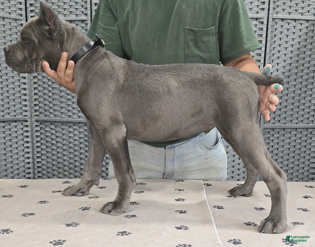 Cane Corso dogs for sale: Black Boy - Ad 3