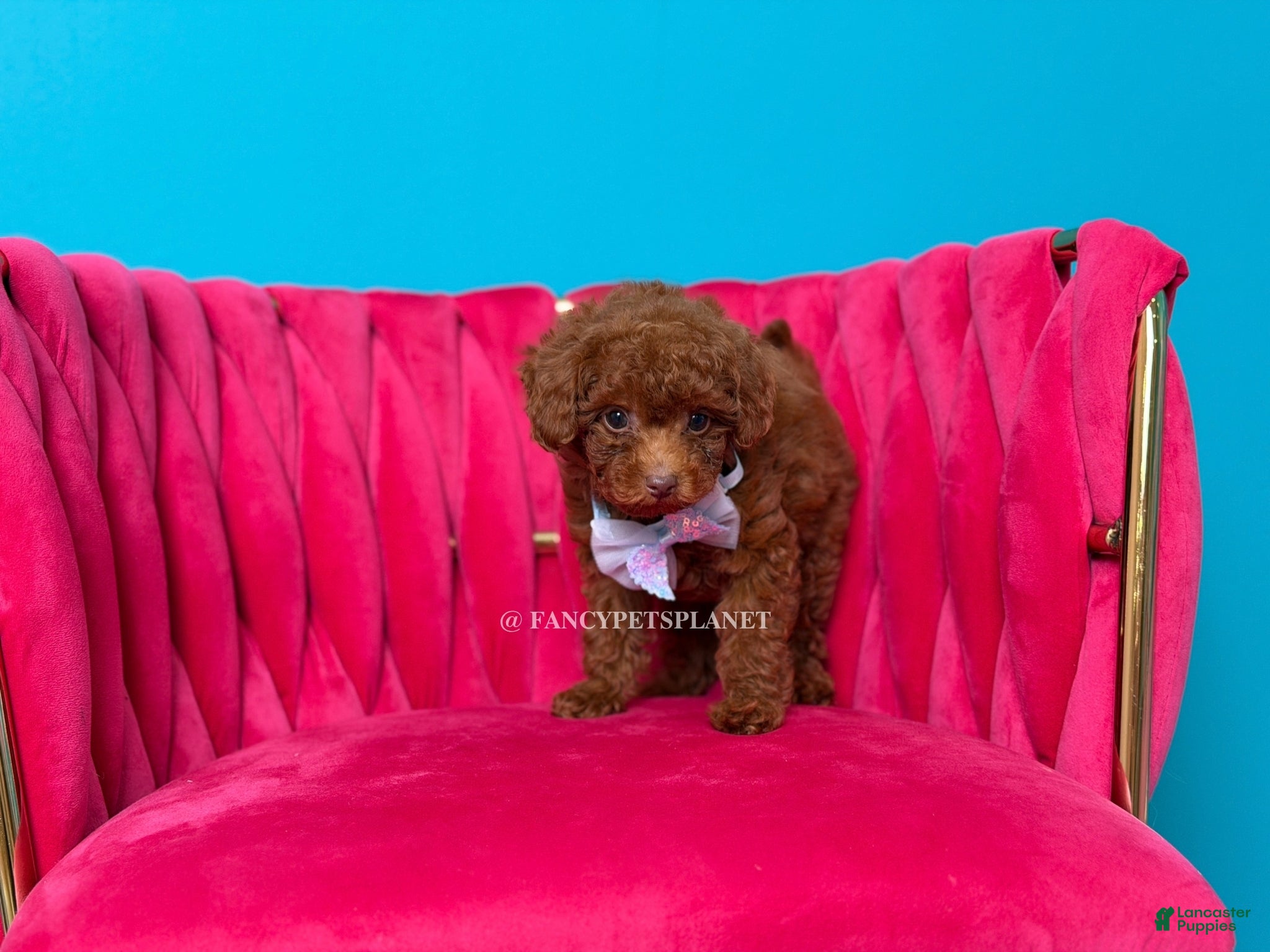 Toy Poodle dogs King of my heart - Ad 2