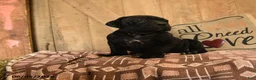 Cane Corso dogs for sale: Rambo - Ad 1