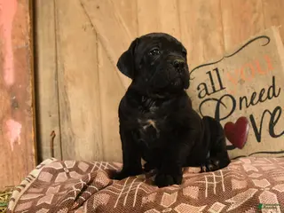 Cane Corso dogs for sale: Rambo - Ad 3