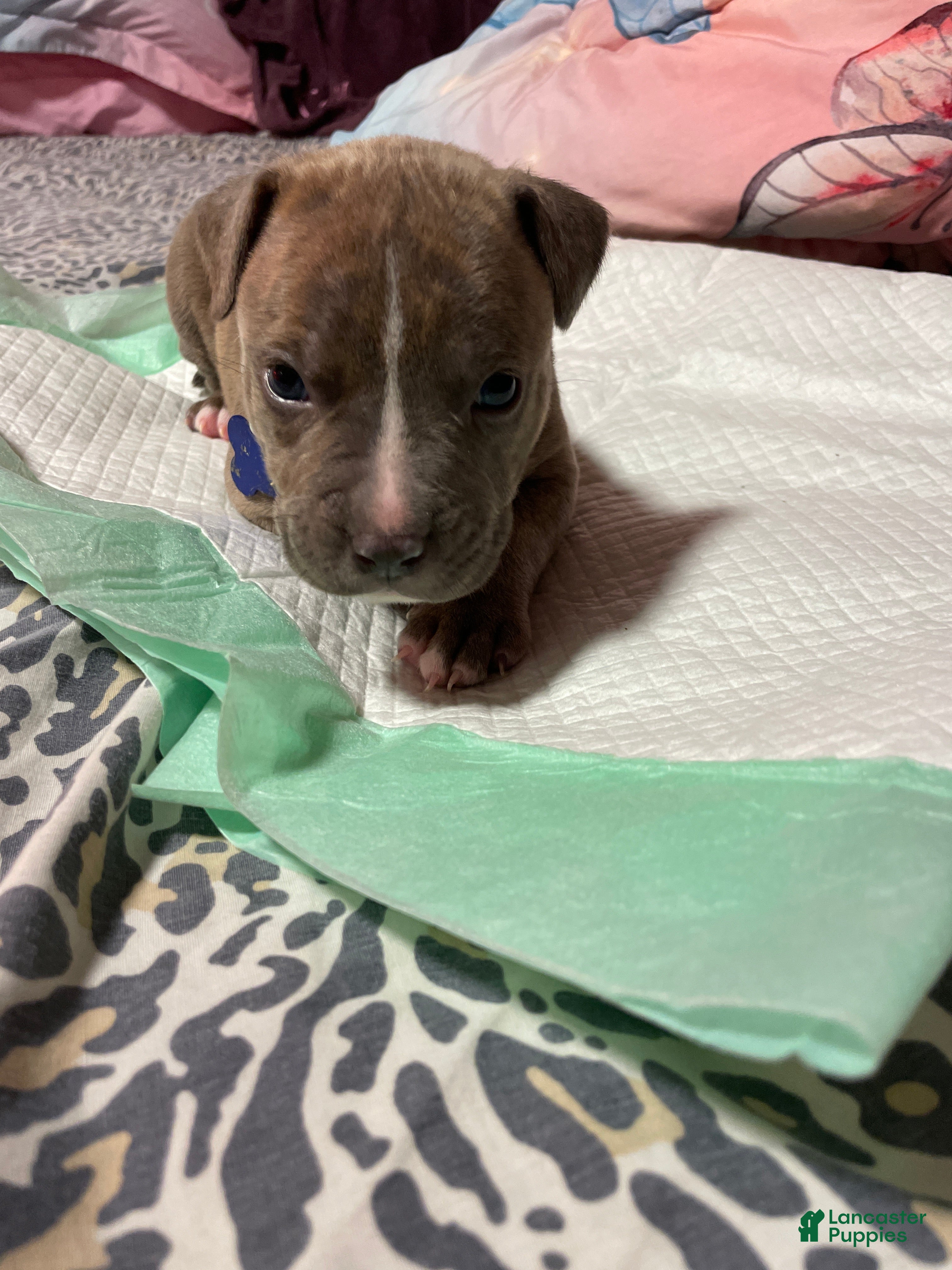 American Bully dogs Biggie  - Ad 27