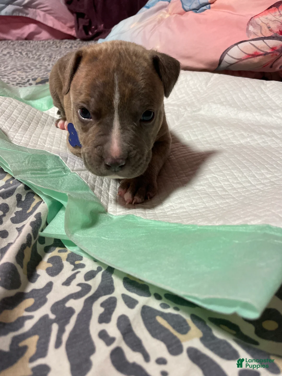 American Bully dogs for sale: Biggie  - Ad 1