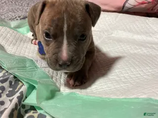 American Bully dogs Biggie - Ad 27