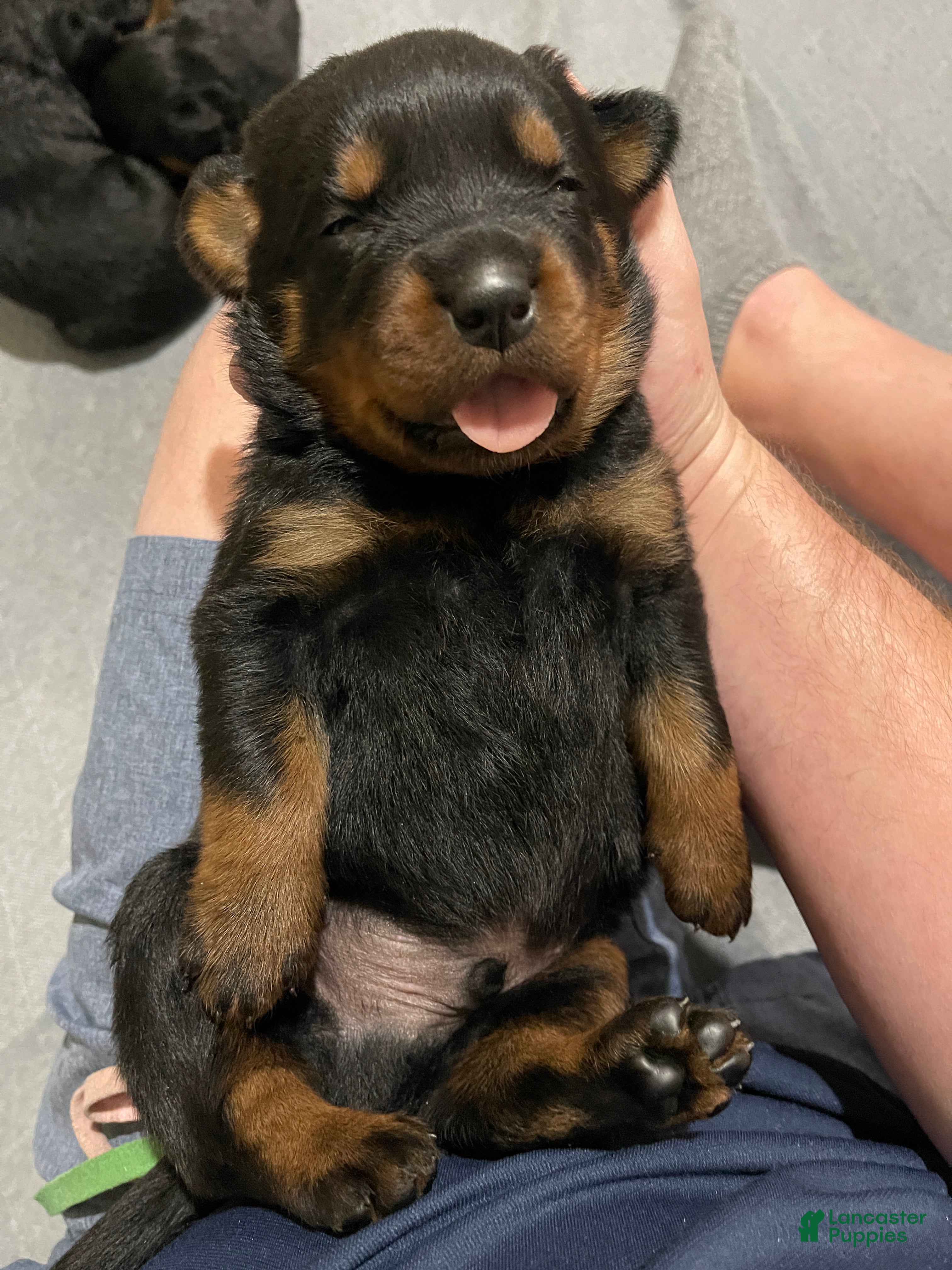 Rottweiler dogs Rottweiler Puppy 4 - Ad 3