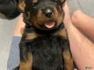Rottweiler dogs Rottweiler Puppy 4 - Ad 4