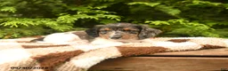 Miniature Dachshund dogs for sale: Gus - Ad 2