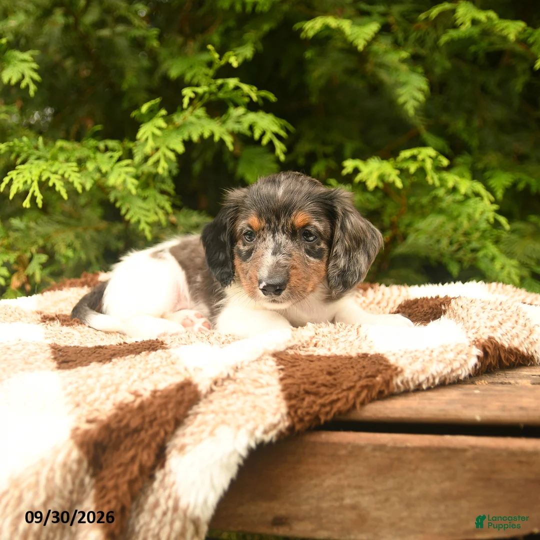 Miniature Dachshund dogs for sale: Gus - Ad 2