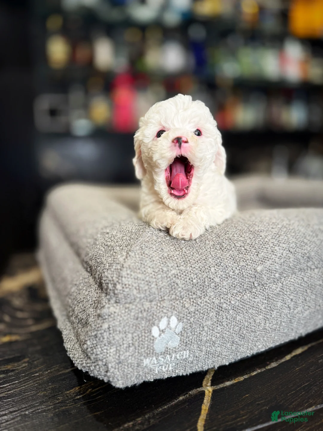 Cavapoo dogs for sale: Snow - Ad 2