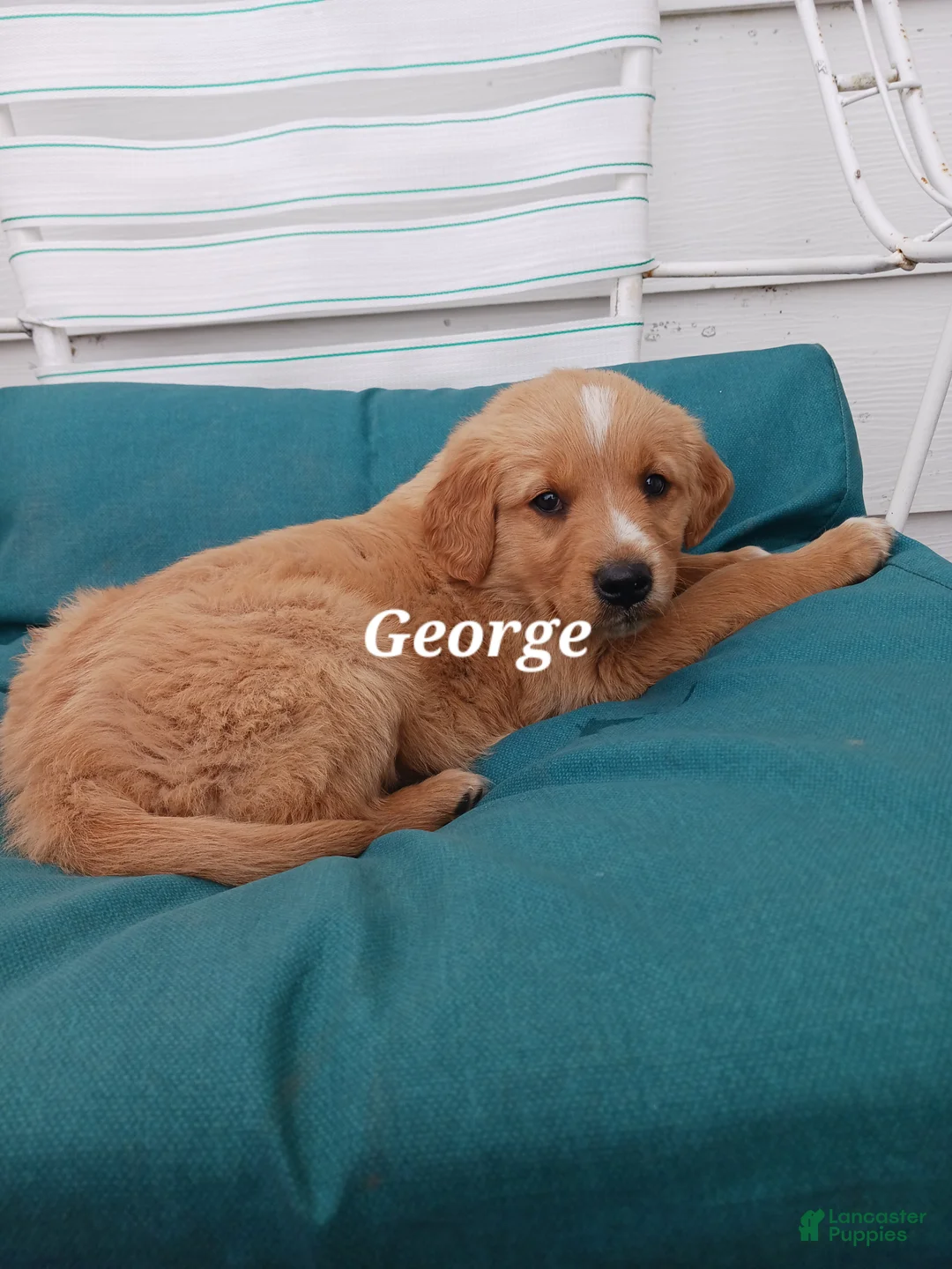 Mixed Breed dogs for sale: Mixed Breed Puppy 1 George - Ad 2