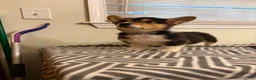 Welsh Corgi Pembroke dogs for sale: Princess - Ad 1
