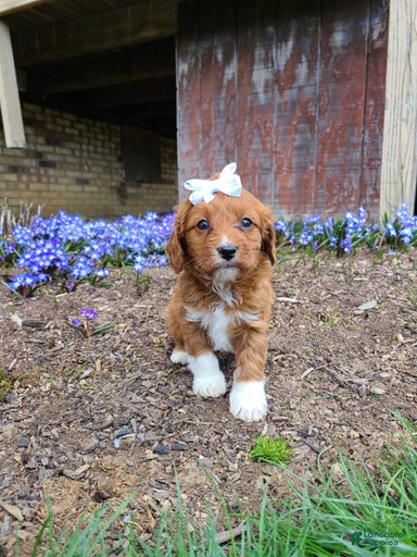 Gallery Image {{count}}