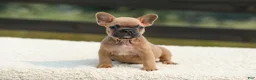 French Bulldog dogs for sale: Ian - Ad 8