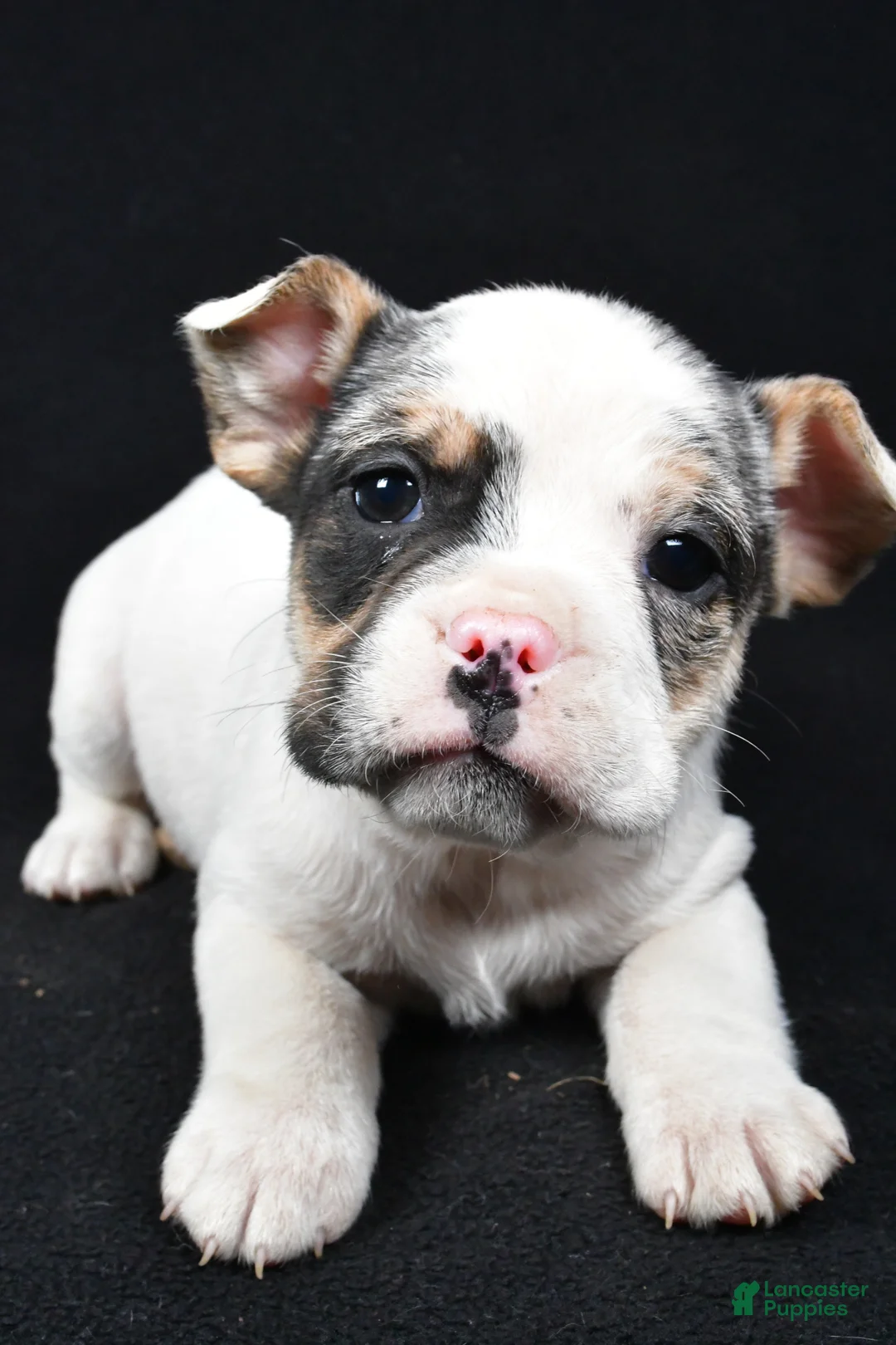 Beabull dogs for sale: Jasper - Ad 7