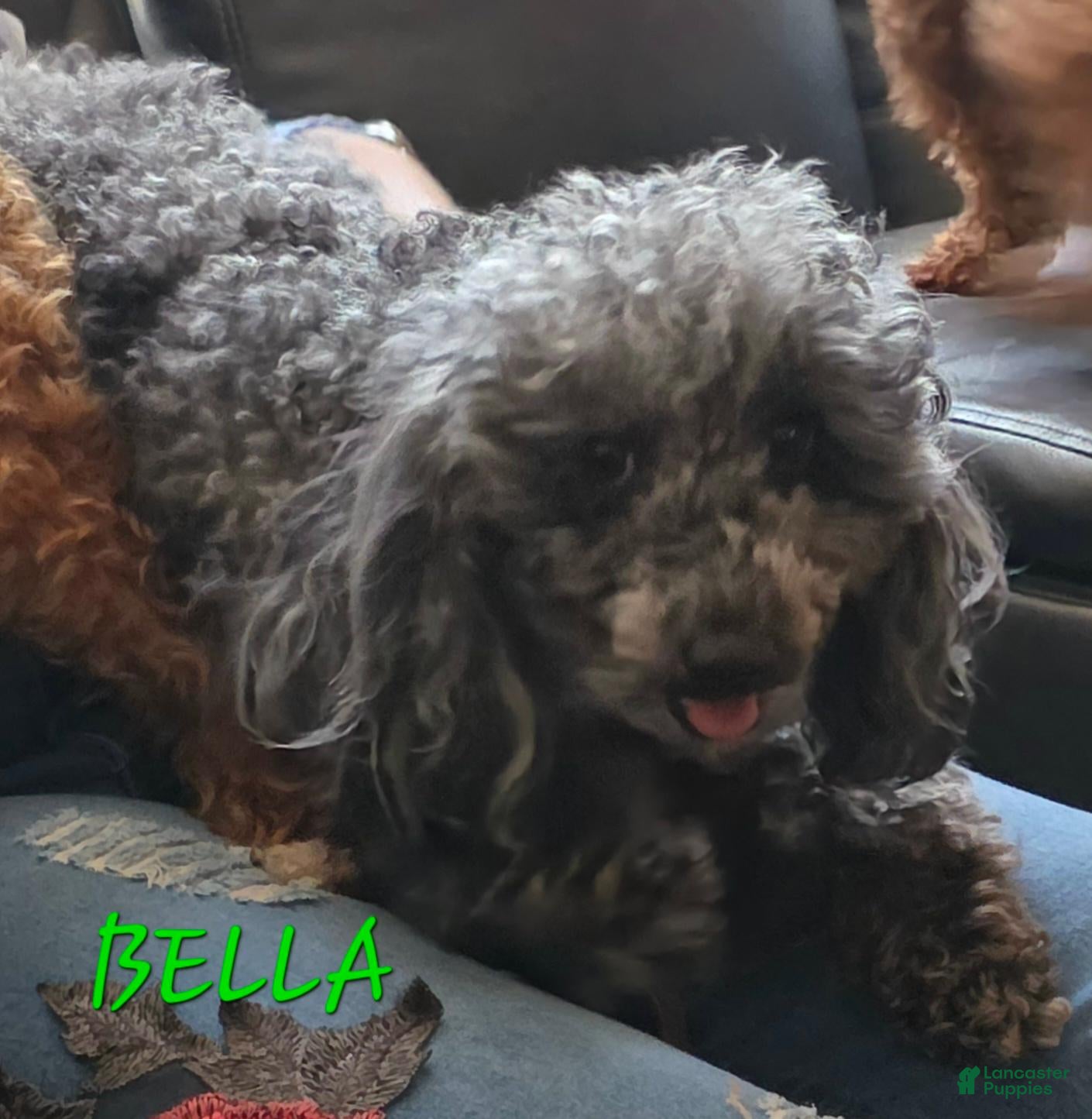Toy Poodle dogs for sale: Blossom  - Ad 2