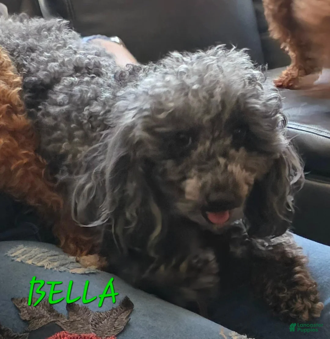 Toy Poodle dogs for sale: Blossom  - Ad 2