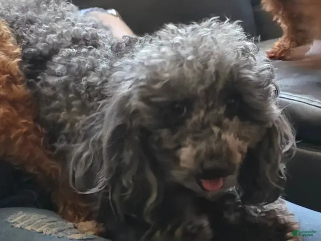 Toy Poodle dogs for sale: Buttercup - Ad 2