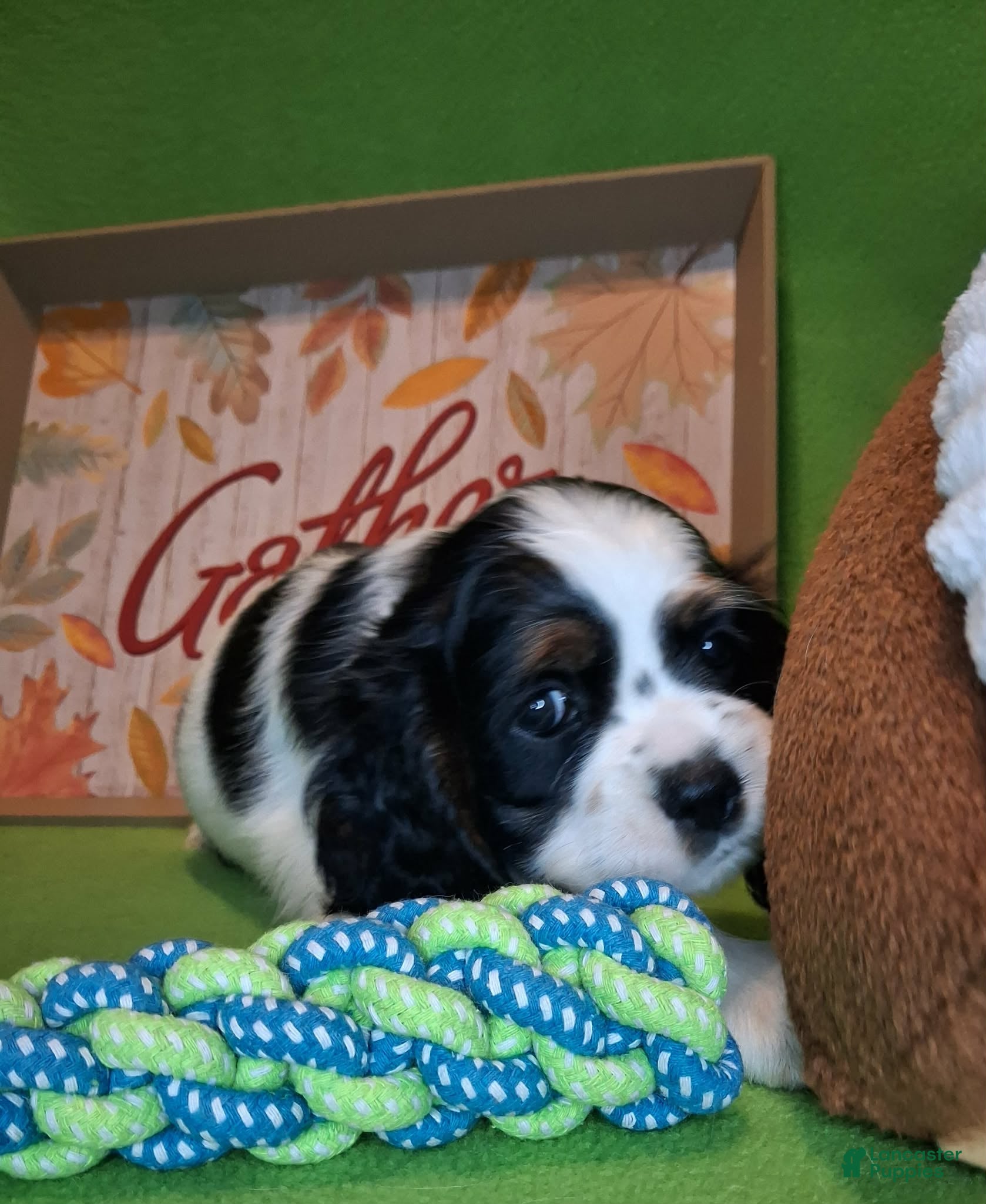 Cocker Spaniel dogs for sale: Martha - Ad 19