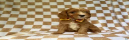 Cavapoo dogs for sale: Marshall - Ad 5