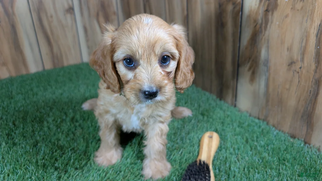 Cavapoo dogs for sale: Jazzy Boy 5 - Ad 1