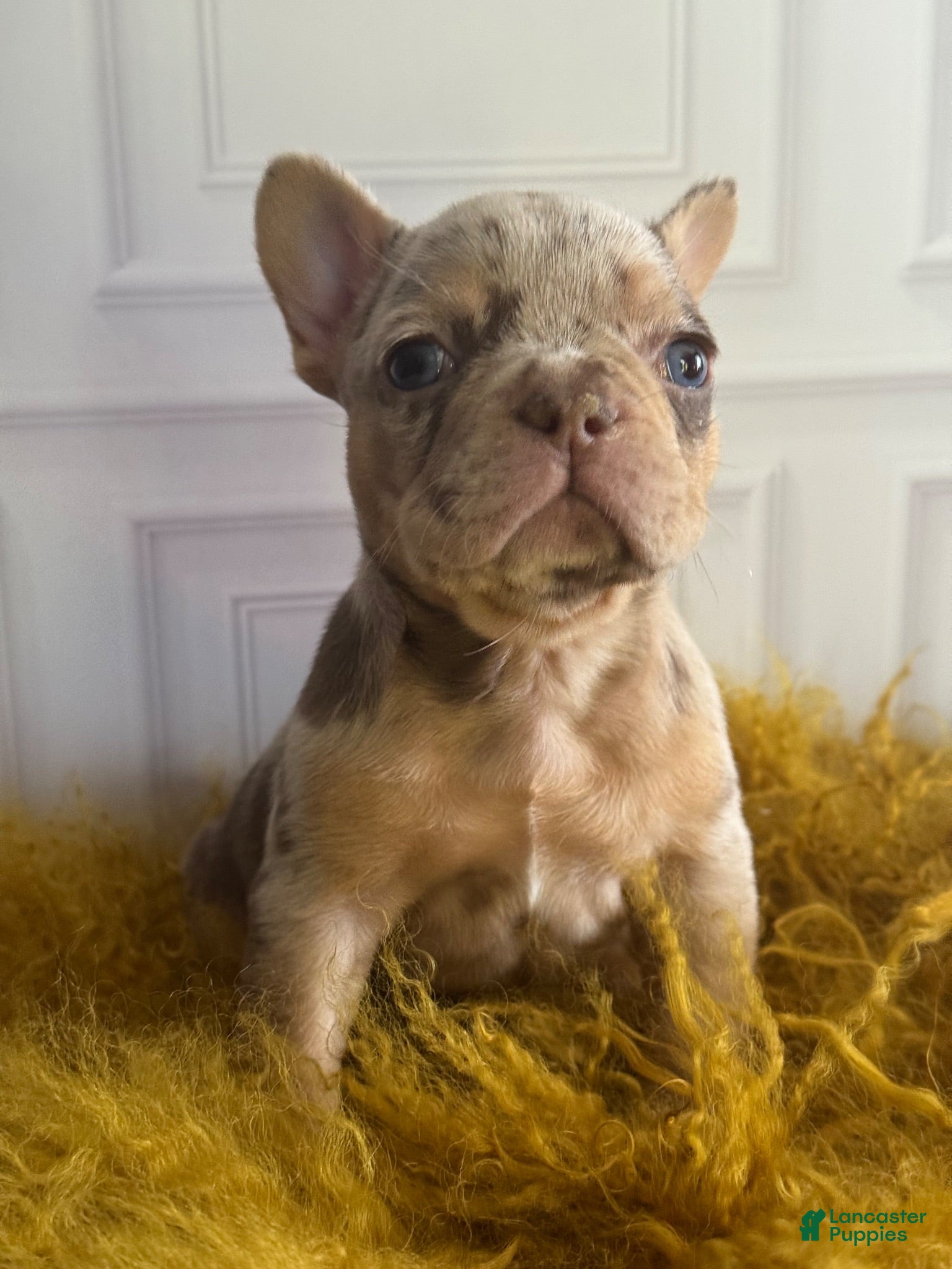 French Bulldog dogs SHE DEVIL - Ad 1