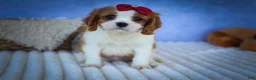 Cavalier King Charles Spaniel dogs for sale: Princeton🐶 - Ad 3