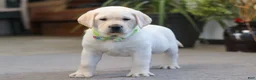 Labrador Retriever dogs for sale: Steve - Ad 5