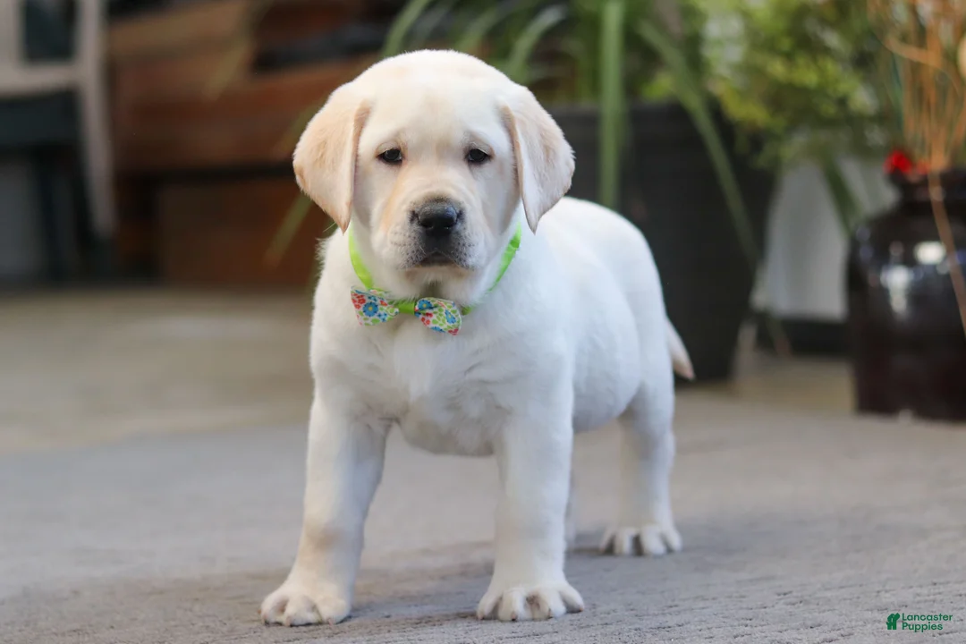 Labrador Retriever dogs for sale: Steve - Ad 5