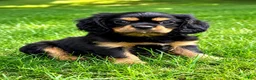 Cavalier King Charles Spaniel dogs for sale: Cavalier King Charles Spaniel (Bentley) - Ad 2