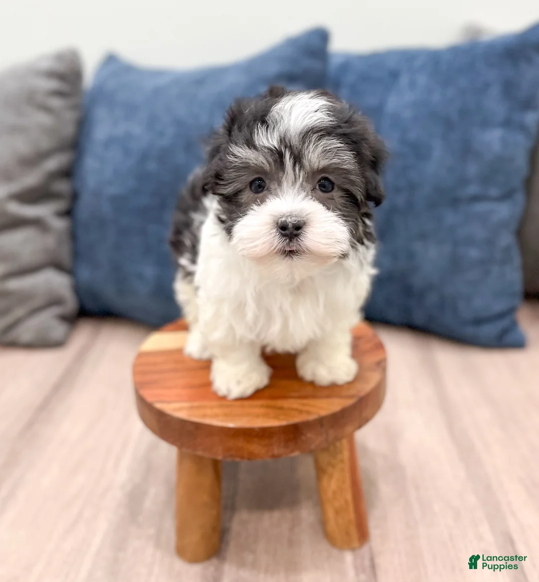 Havanese dogs for sale: Abby - Ad 2